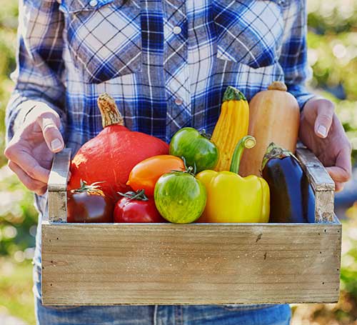 ALIMENTACIÓN ECOLÓGICA